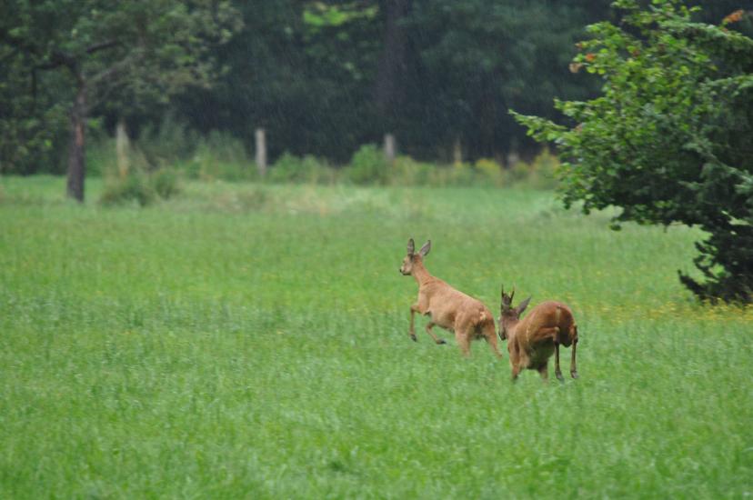 2011_07_17_0062_Bruch