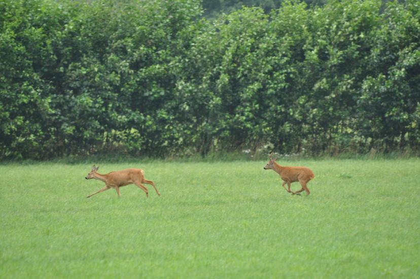 2011_07_17_0126_Bruch