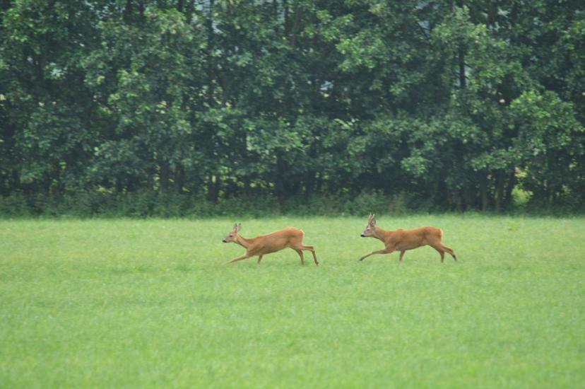 2011_07_17_0130_Bruch