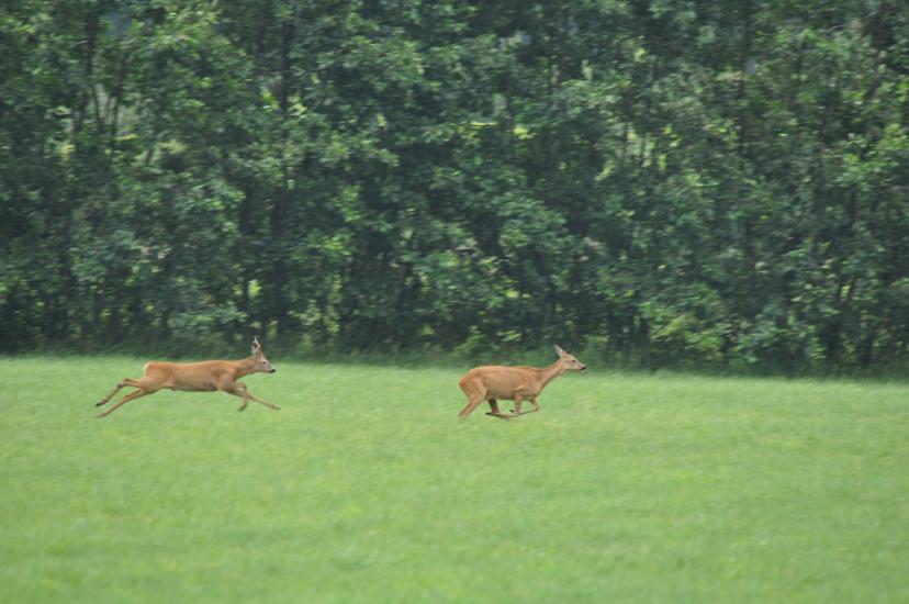 2011_07_17_0141_Bruch