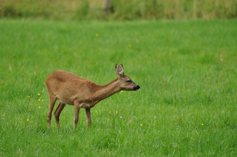 2011_07_17_0200_Bruch