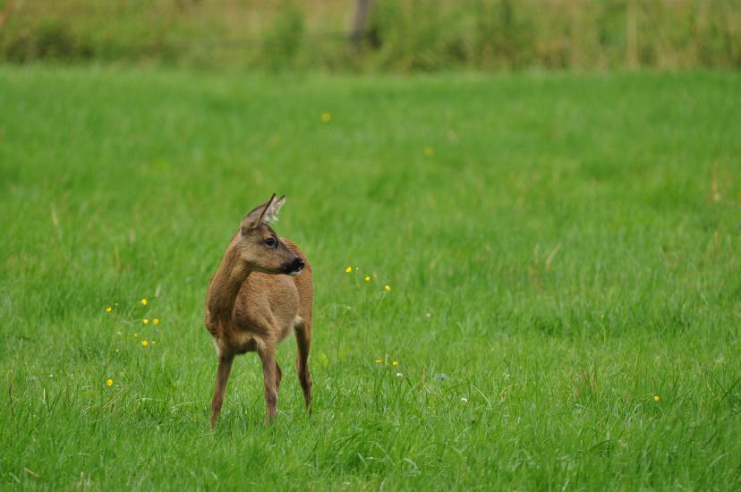 2011_07_17_0203_Bruch