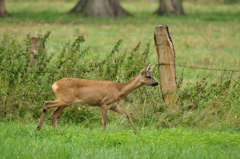 2011_07_17_0225_Bruch