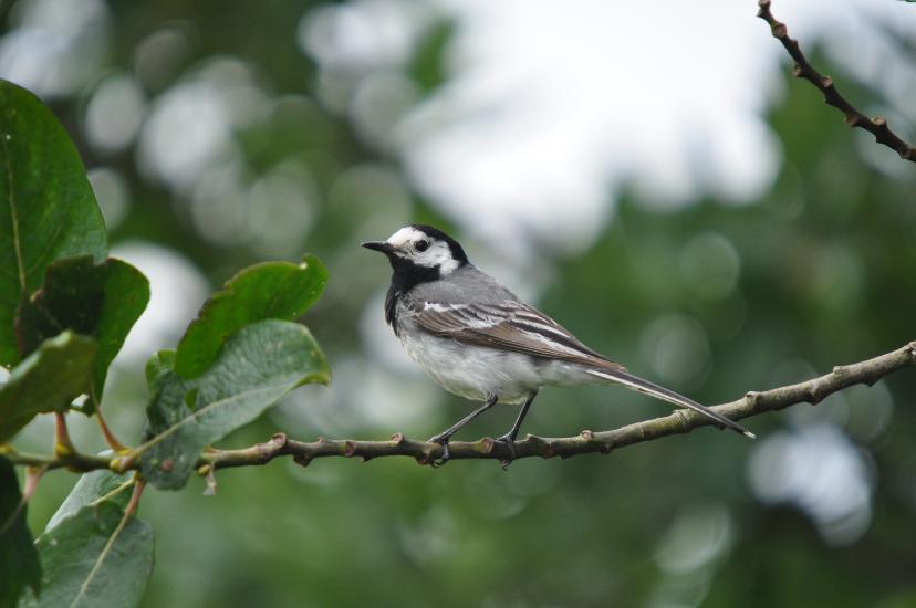 2011_07_17_0271_Bruch