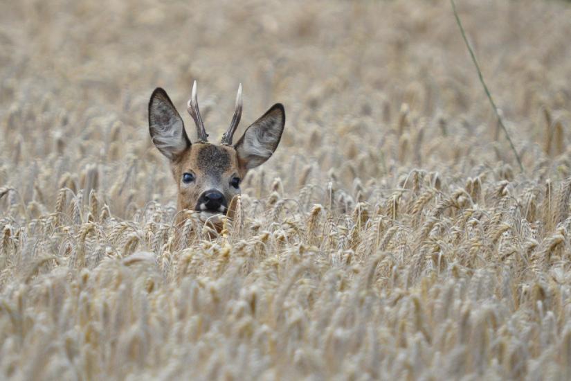 2011_07_23_0036_Bruch