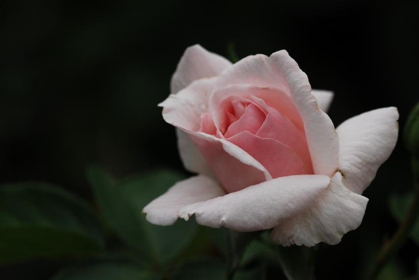 2011_07_30_0079_DiverseD200