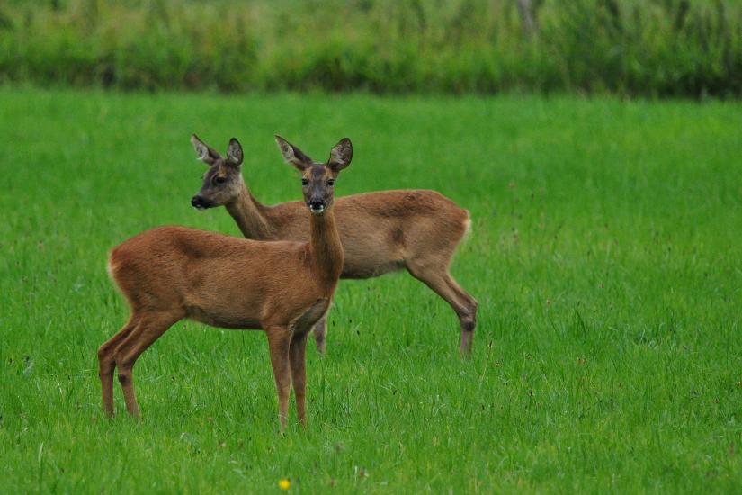 2011_07_31_0197_Bruch