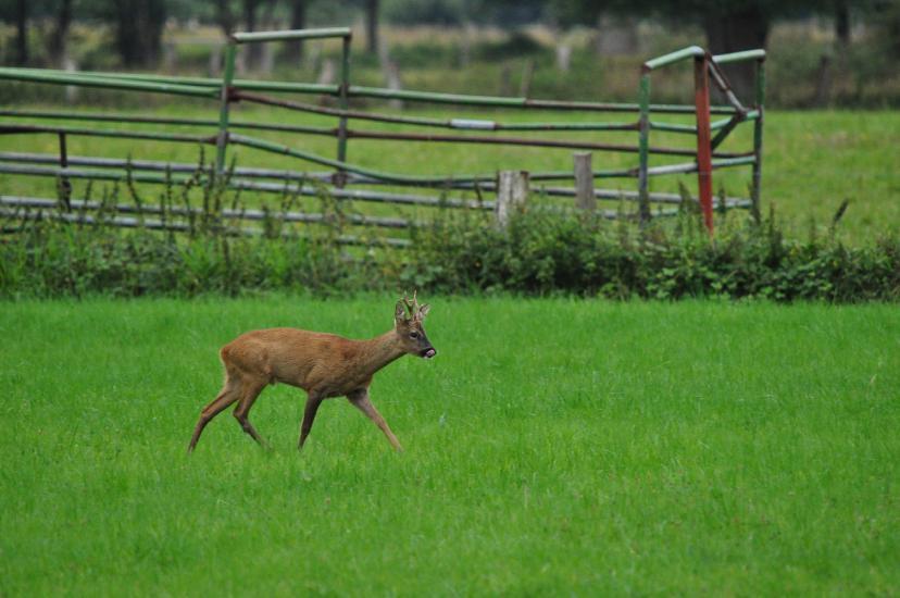 2011_07_31_0216_Bruch