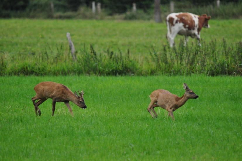 2011_07_31_0219_Bruch