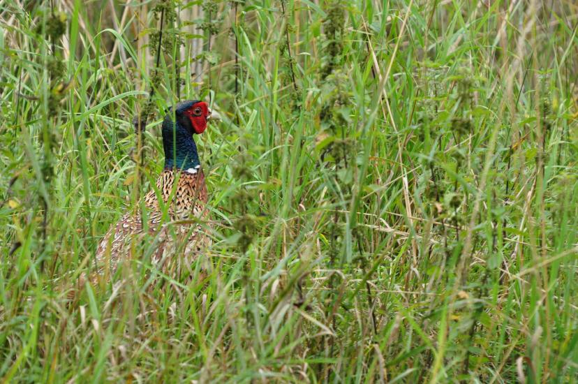 2011_07_31_0319_Bruch