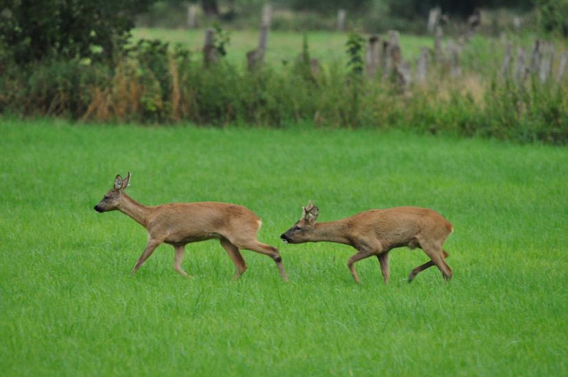 2011_07_31_0391_Bruch