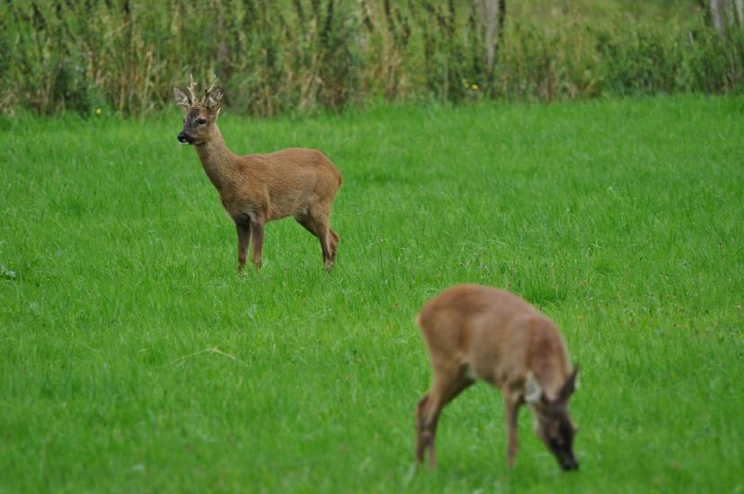 2011_07_31_0429_Bruch