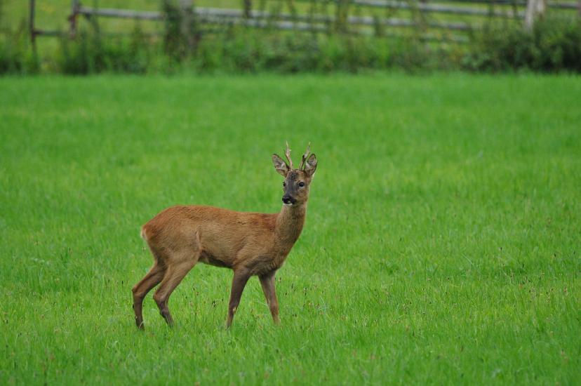 2011_07_31_0498_Bruch