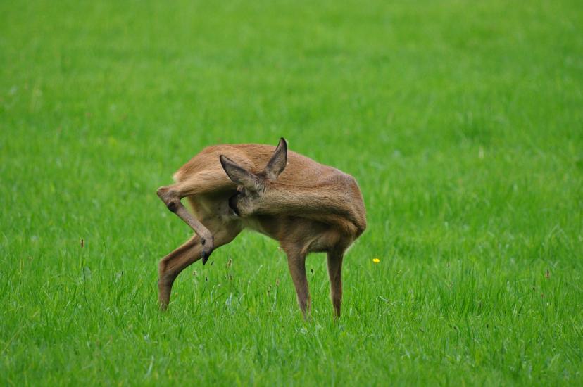 2011_07_31_0557_Bruch