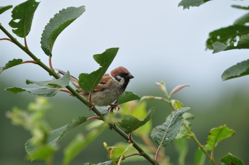 2011_07_31_0682_Bruch