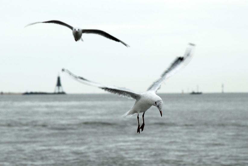 2011_08_23_Cux (271)