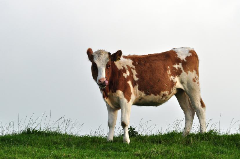 2011_08_23_Cux (410)