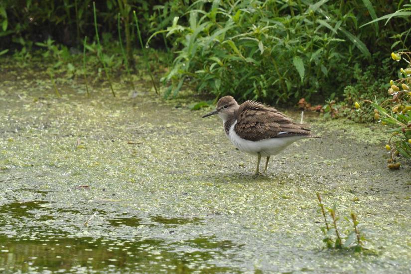 2011_08_27_0359_Rieselfelder