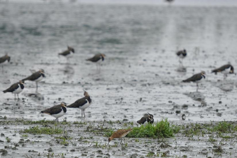 2011_08_27_0416_Rieselfelder