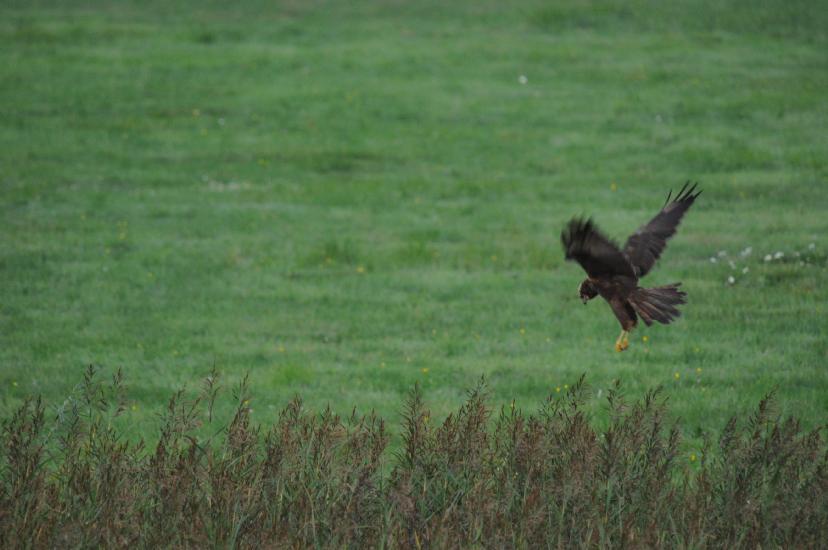 2011_08_28_0121_Bruch