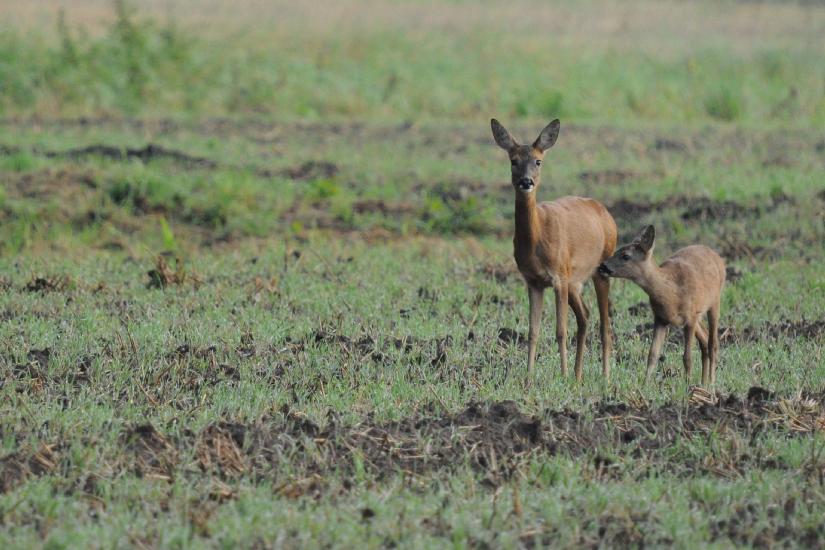 2011_08_28_0144_Bruch