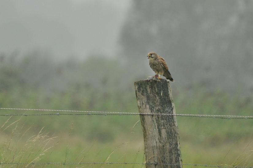 2011_09_09_0564_Bruch