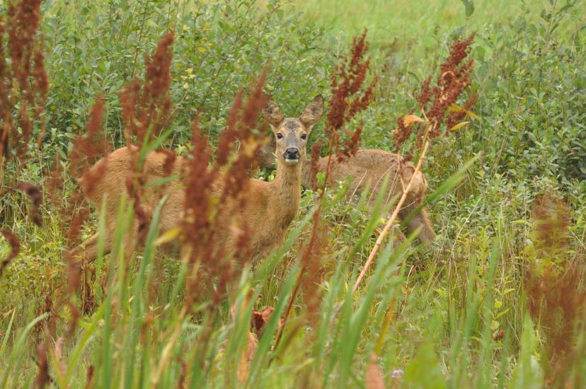 2011_09_09_0936_Bruch