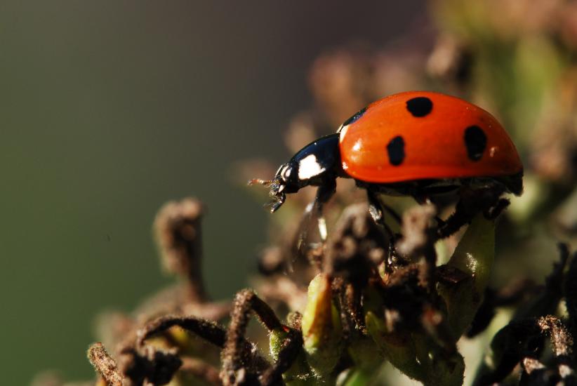 2011_09_30_0339_VierMakro