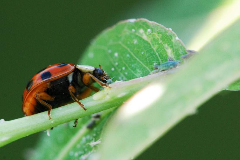 2011_09_30_0678_VierMakro