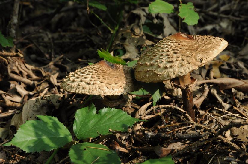 2011_10_02_0285_SeptoberW