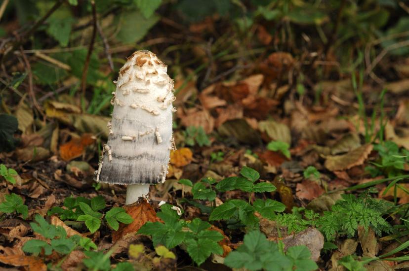 2011_10_29_0072_NaturfotoM