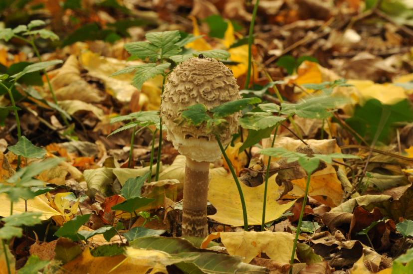 2011_10_30_0119_NaturfotoM