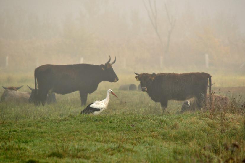 2011_10_31_0012_RieselfelderT