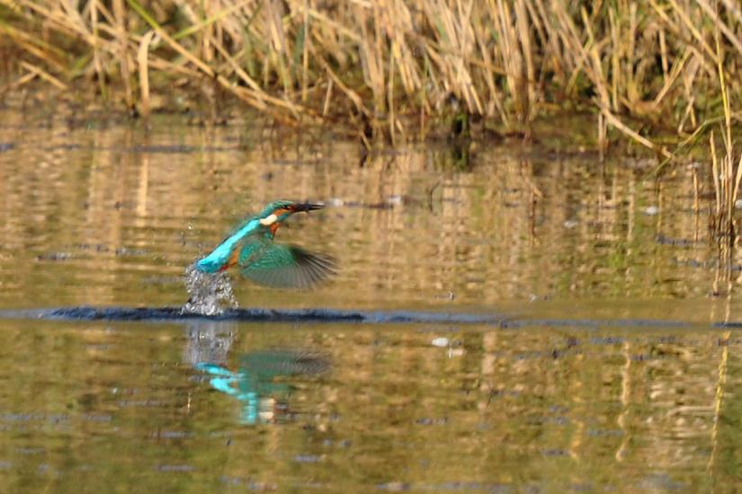 2011_10_31_0184_RieselfelderT2