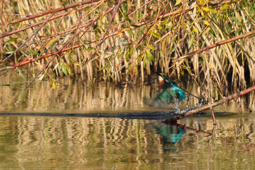 2011_10_31_0282_RieselfelderT