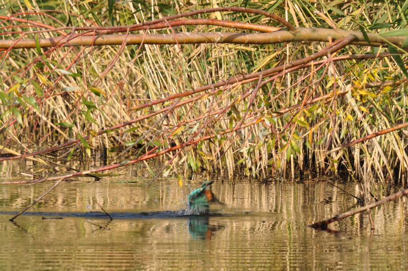 2011_10_31_0307_RieselfelderT