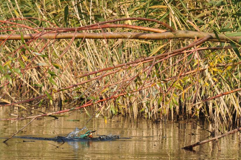 2011_10_31_0339_RieselfelderT