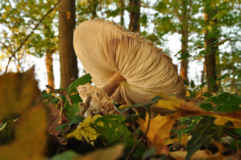 2011_11_01_0071_NaturfotoW