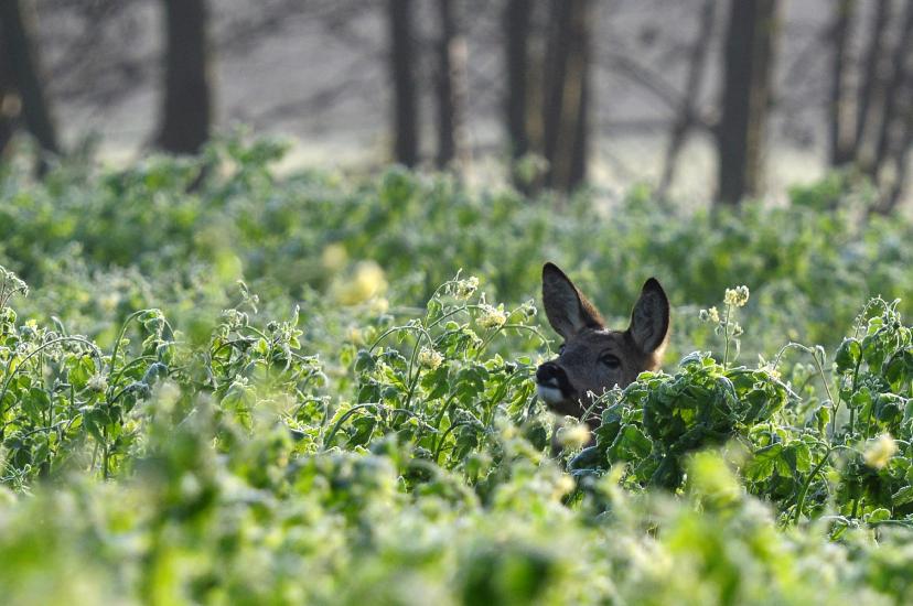 2011_11_20_0055_Naturfoto