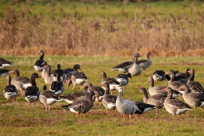 2011_12_11_0362_BruchI