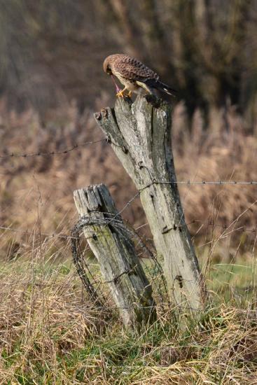 2011_12_11_0536_BruchI