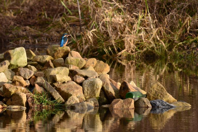 2011_12_24_1401_BruchI