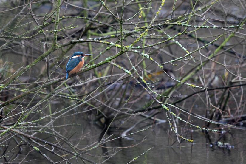 2011_12_26_0144_BruchIII