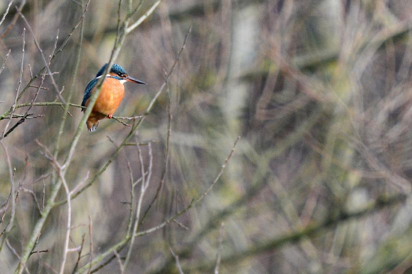 2011_12_30_0370_Bruch