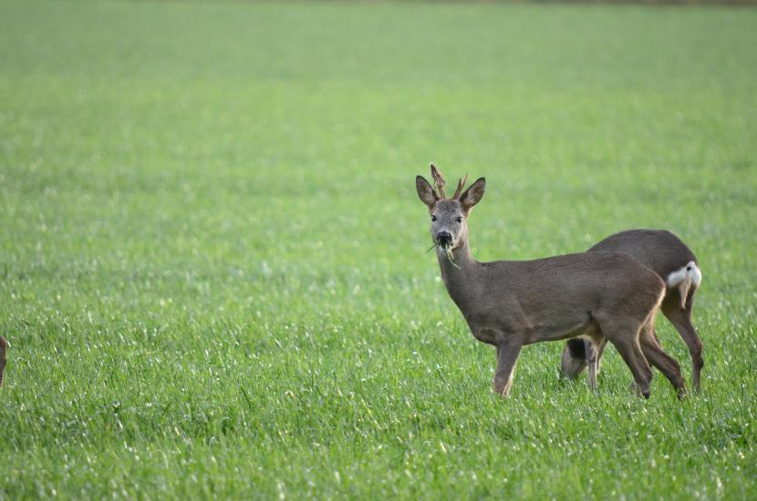 2012_01_05_0167_BruchT