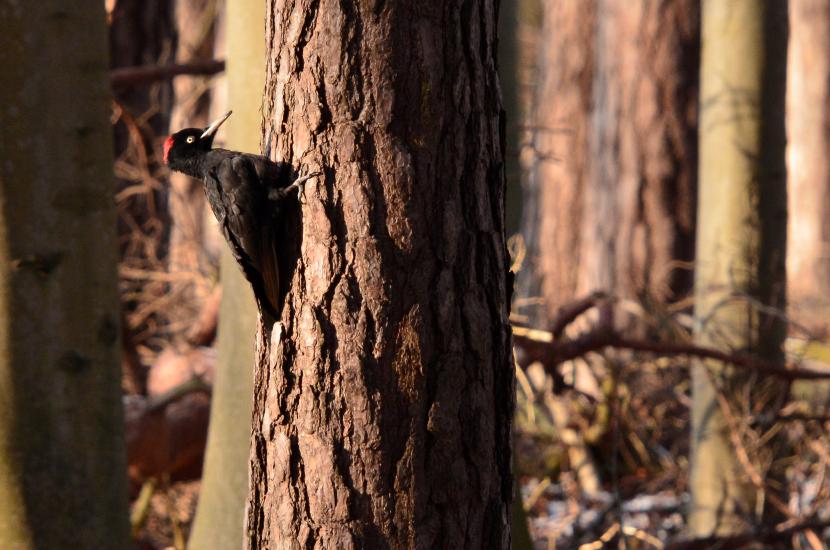 2012_02_05_0342_DiverseD7000