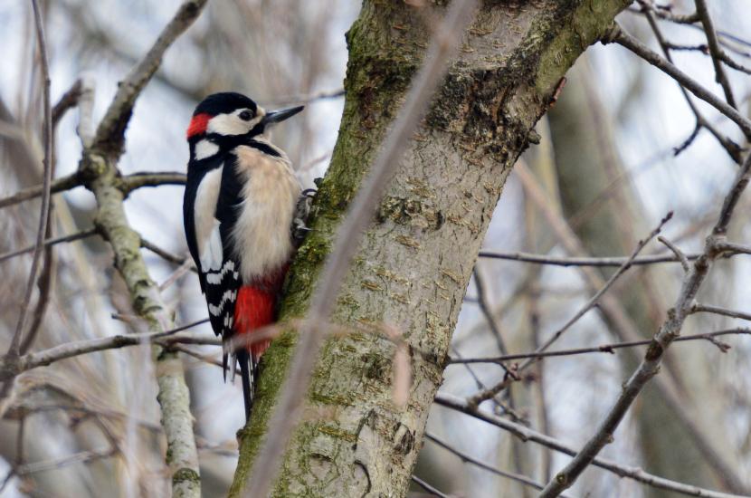 2012_02_12_0038_DiverseTele