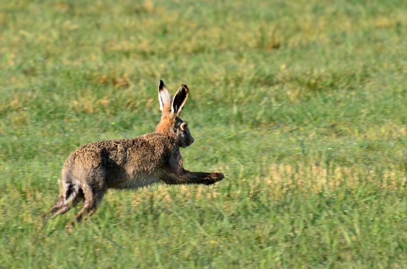 2012_03_25_0732_Tele