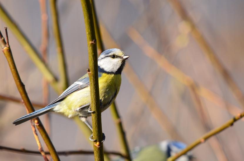 2012_03_25_0995_Tele