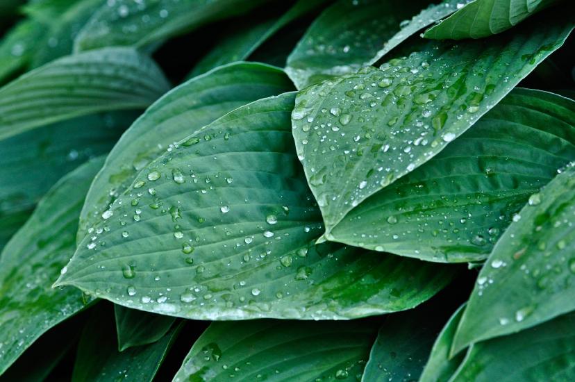 2012_07_07_0171_DiverseMakro